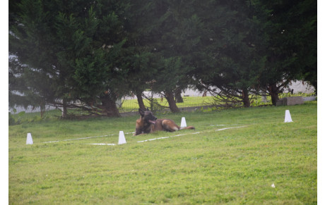 Championnat Régional d'Obéissance 2015