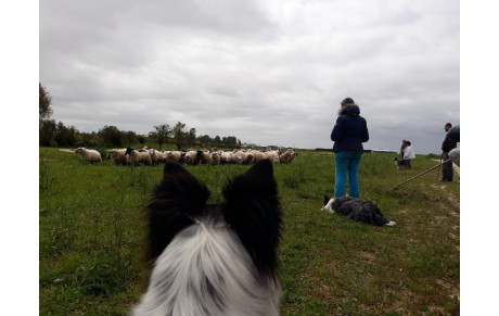 Eco-pâturage 2019