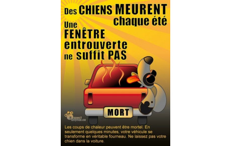 Le coup de chaleur chez le chien
